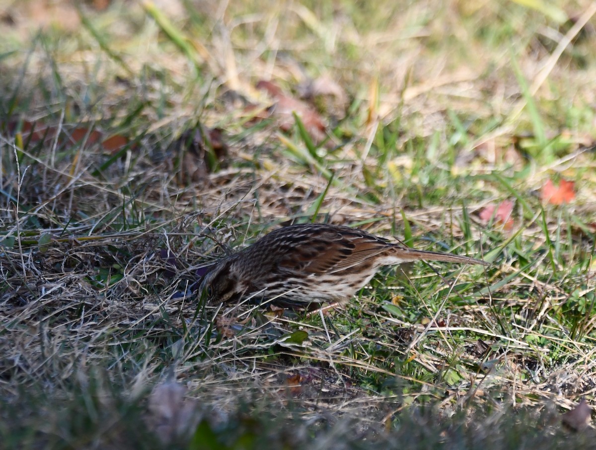 Song Sparrow - ML647261080