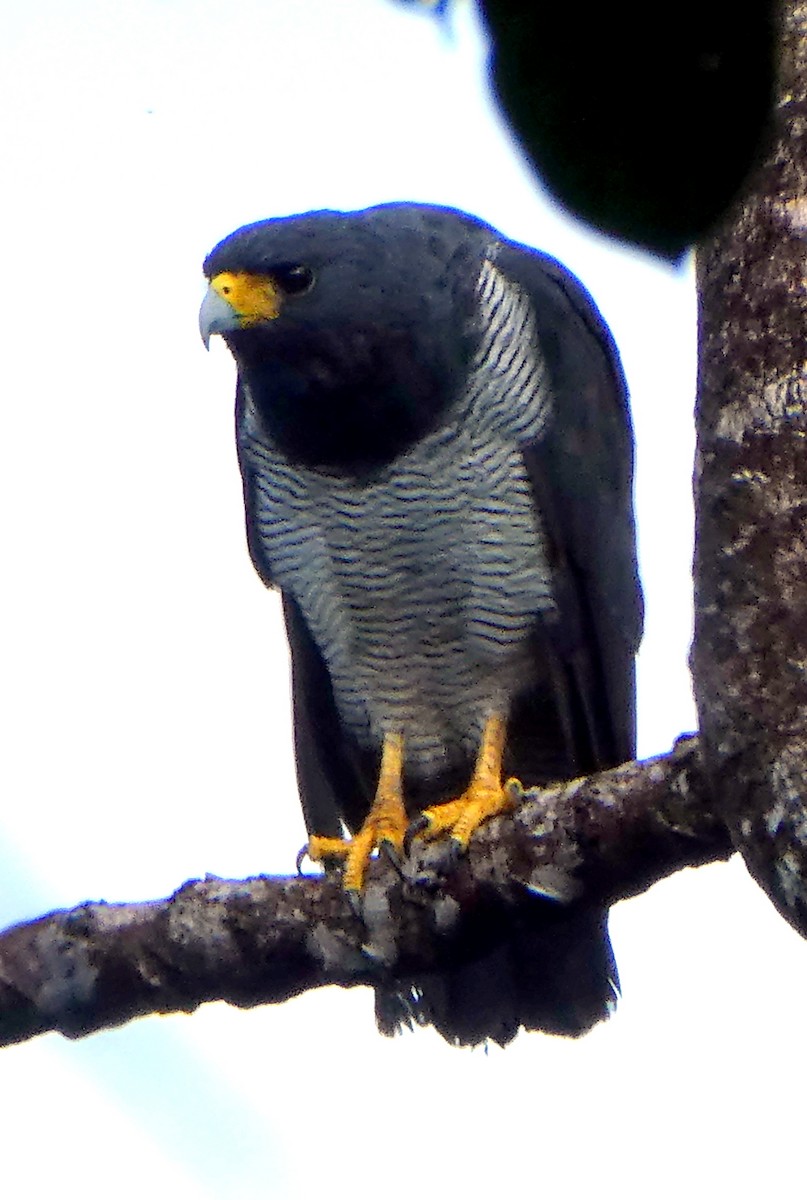 Barred Hawk - ML647261088