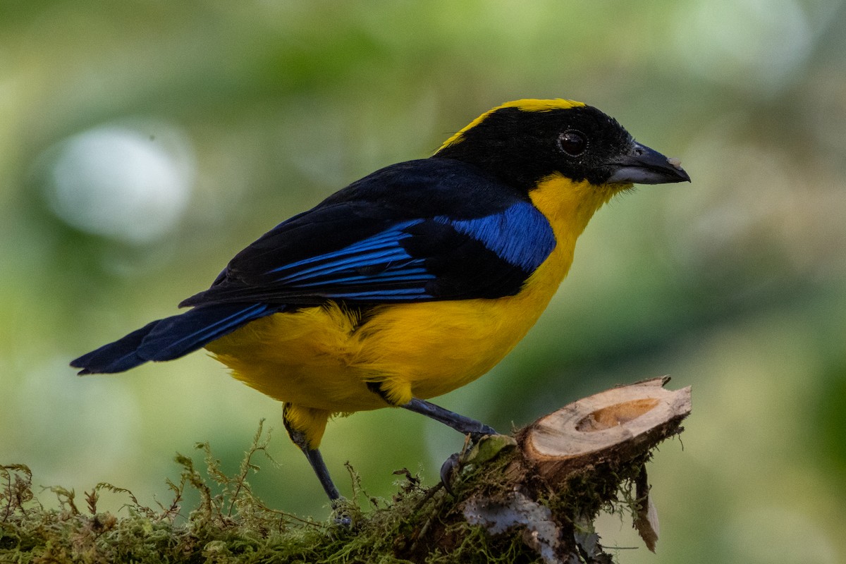 Blue-winged Mountain Tanager - ML647261090