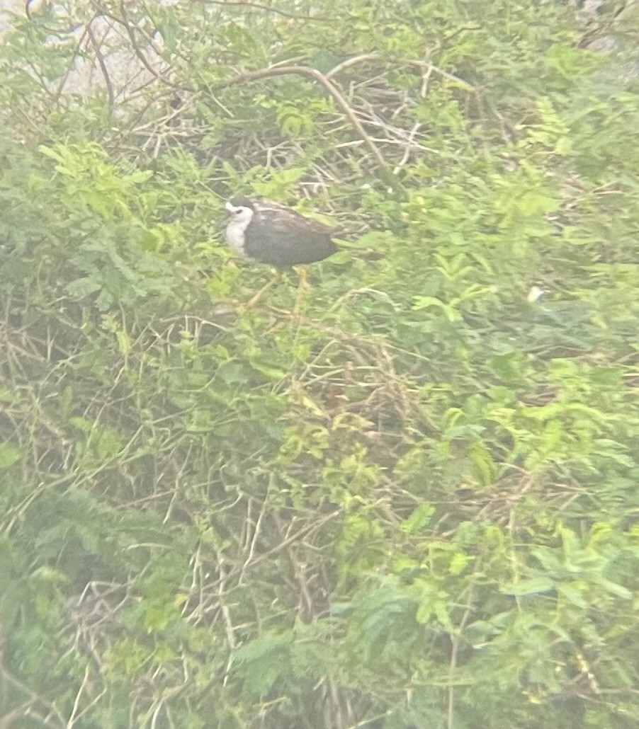 白腹秧雞 - ML647261091