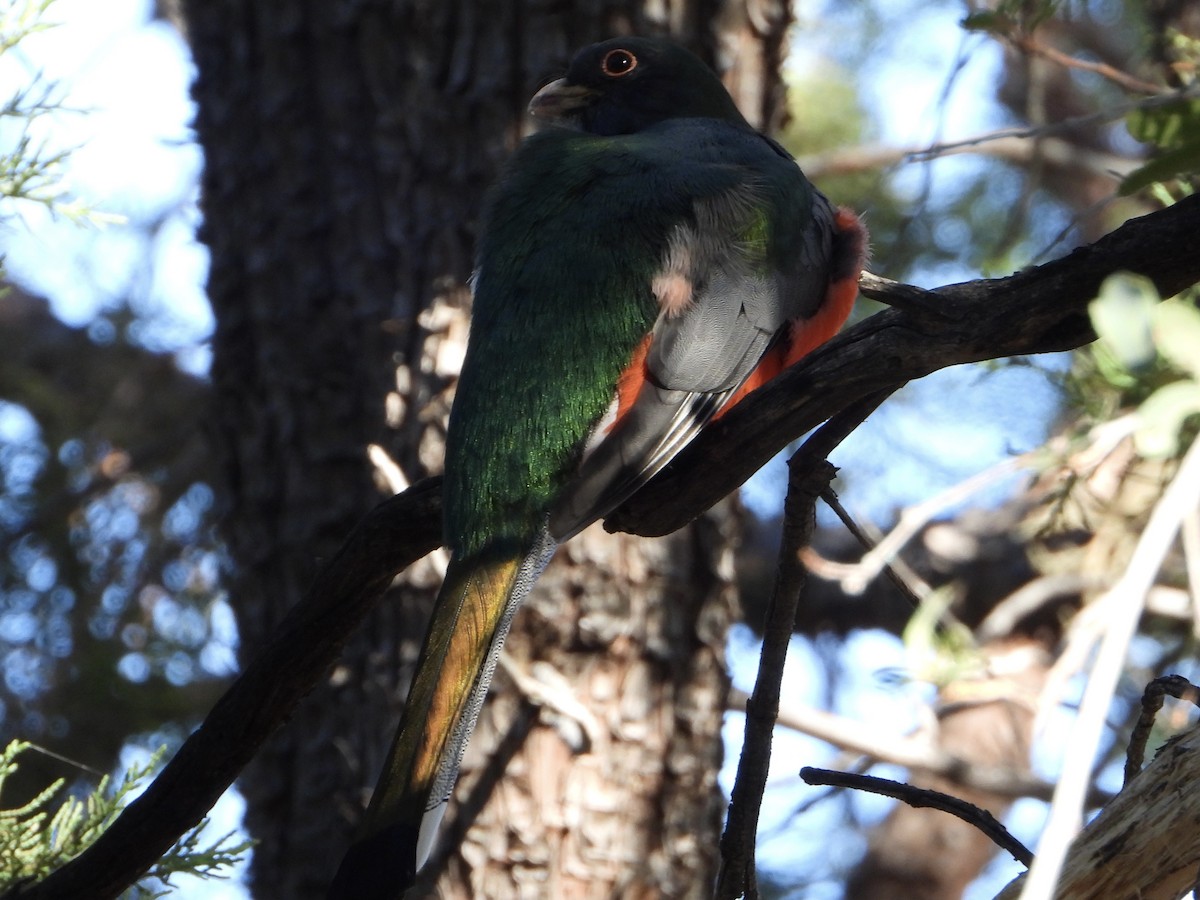 trogon měděnoocasý - ML647261092