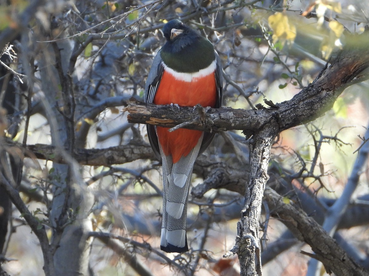 trogon měděnoocasý - ML647261093