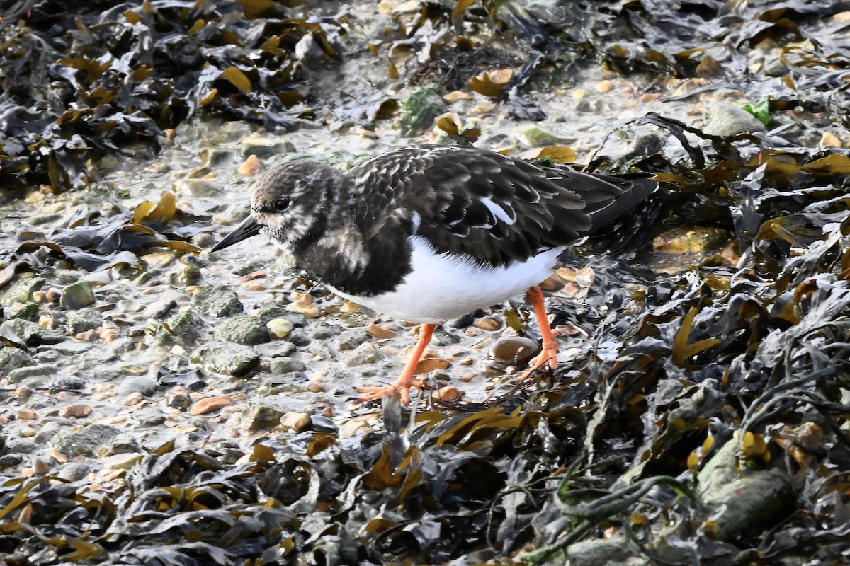 ארנריה אדמונית - ML647261094