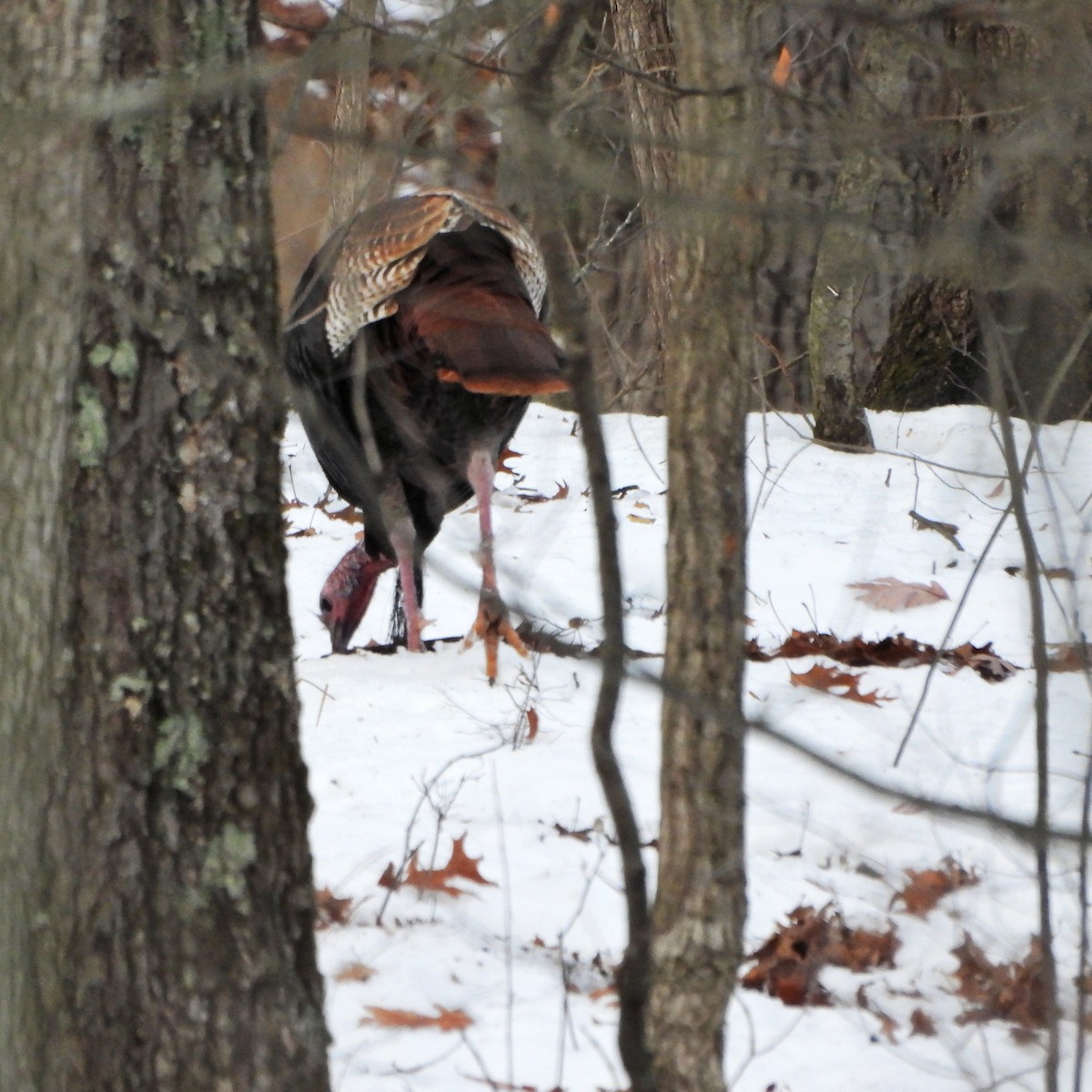 Wild Turkey - ML647261099