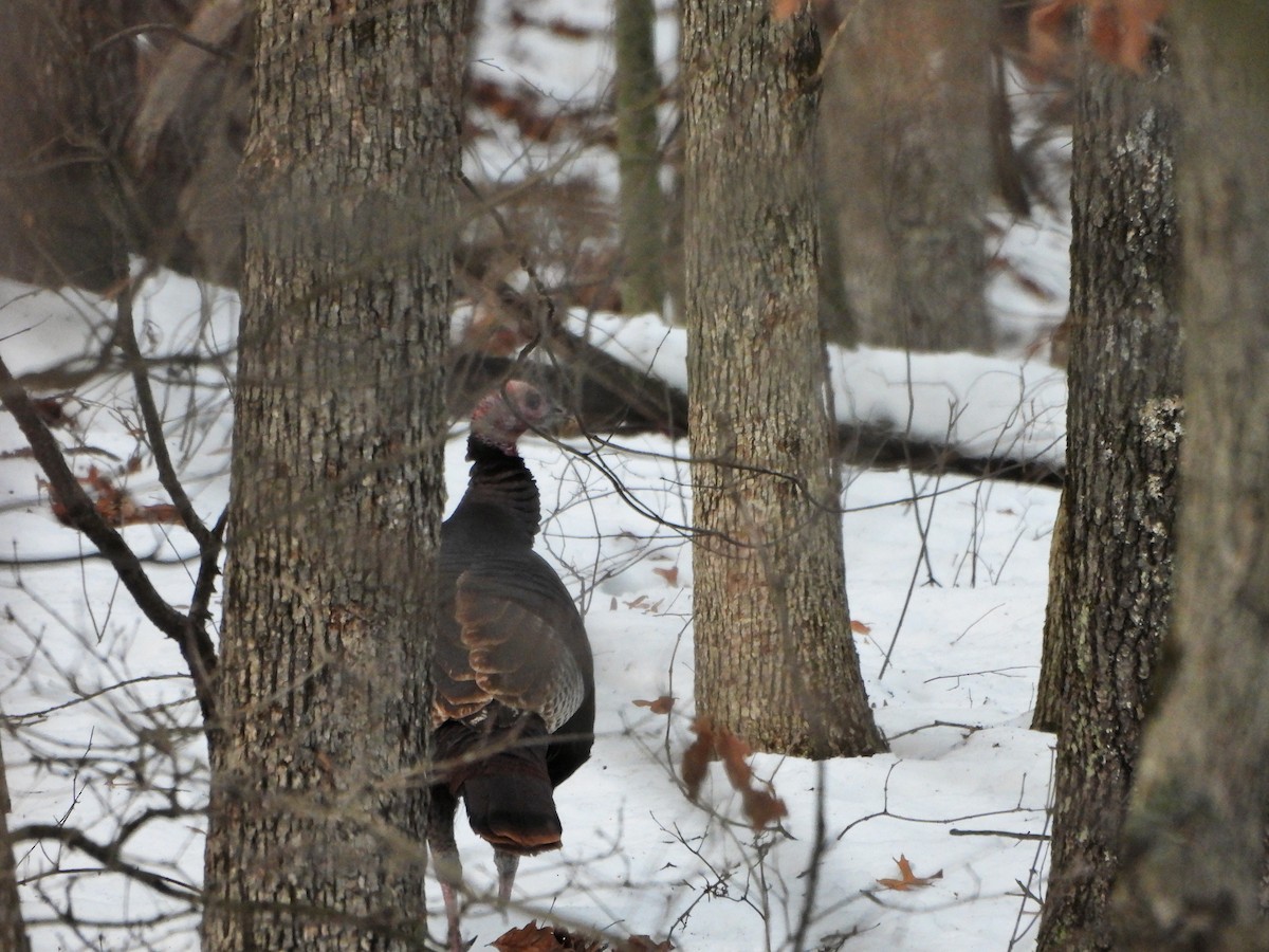 Wild Turkey - ML647261100