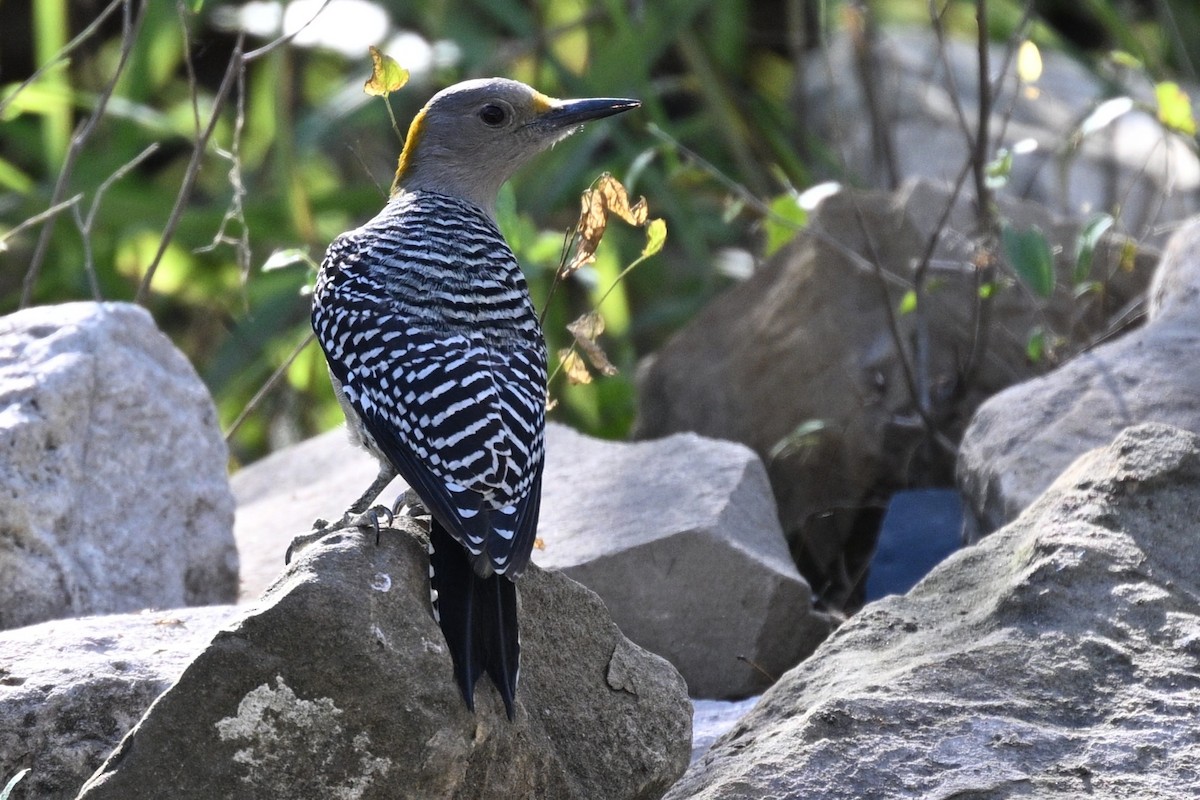 Golden-fronted Woodpecker - ML647261110