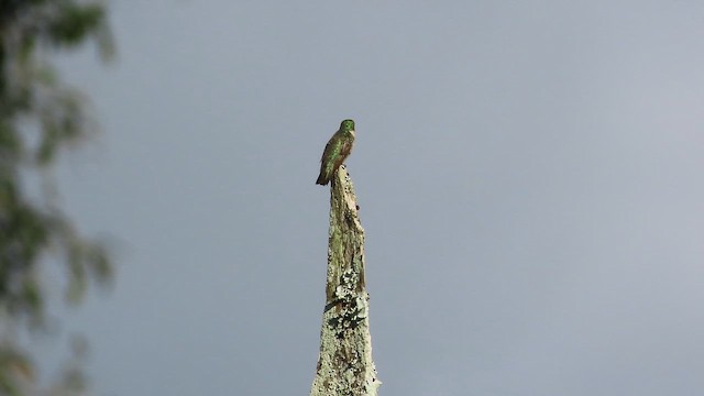 Ruby-throated Hummingbird - ML647261123