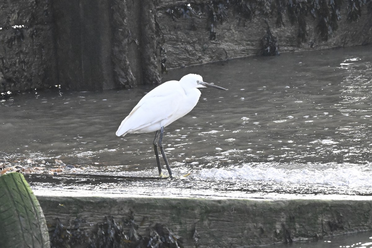 Little Egret - ML647261128