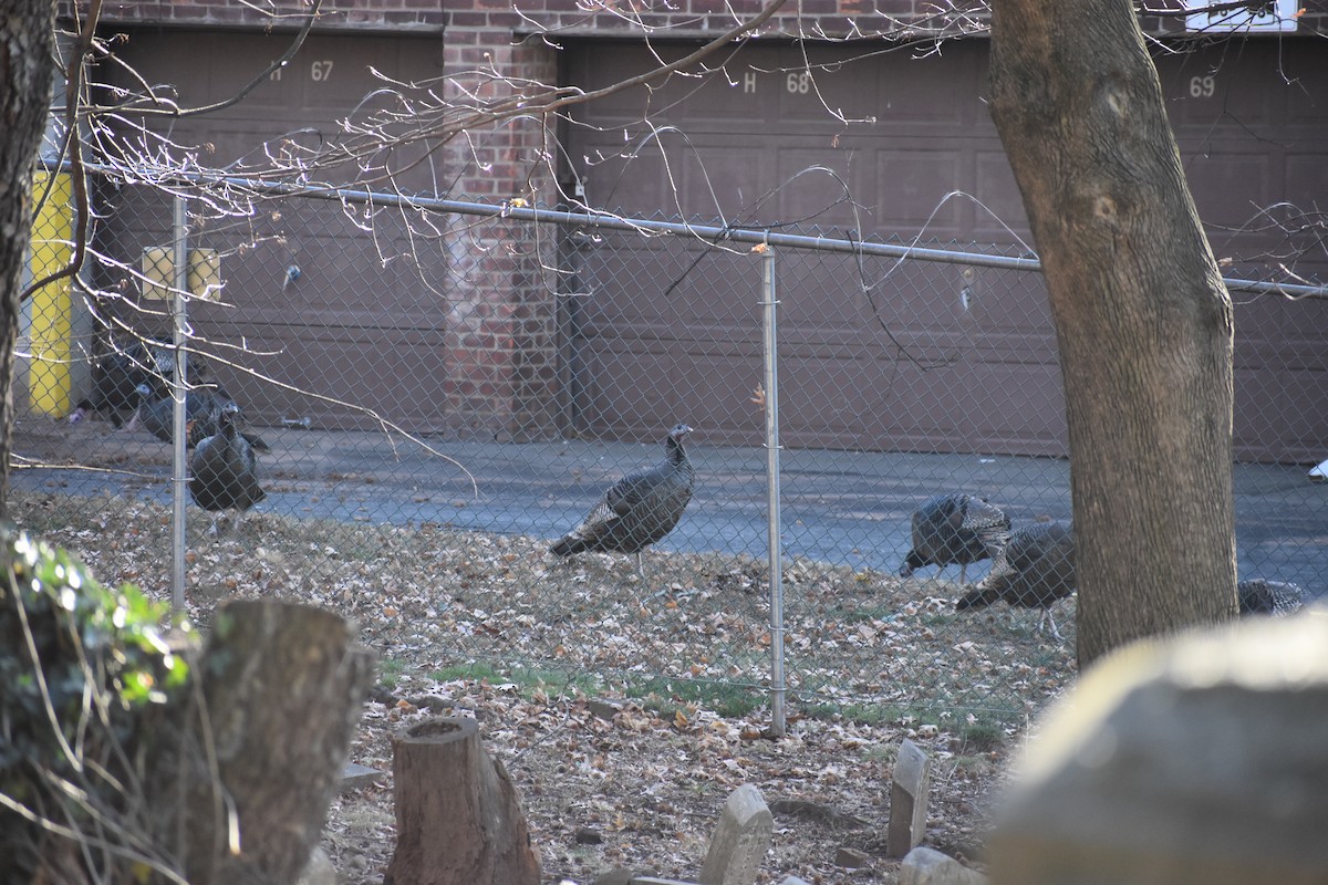 Wild Turkey - ML647261130