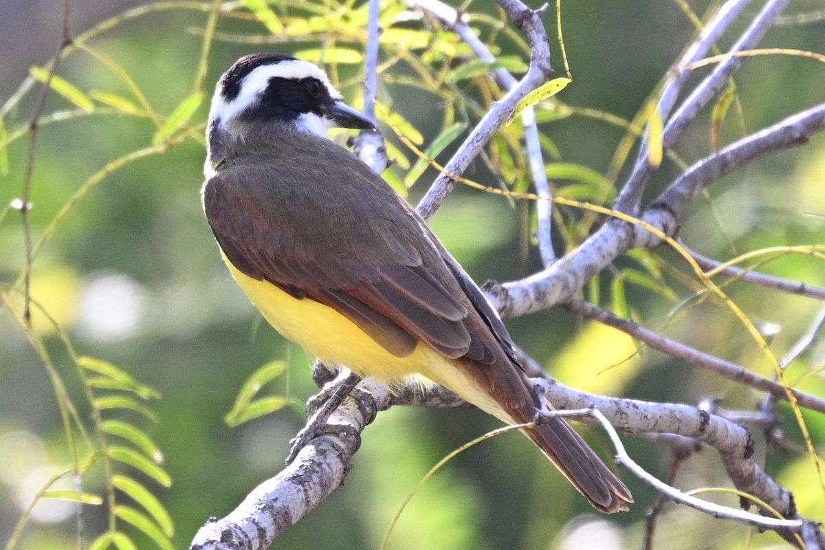 Great Kiskadee - ML647261131