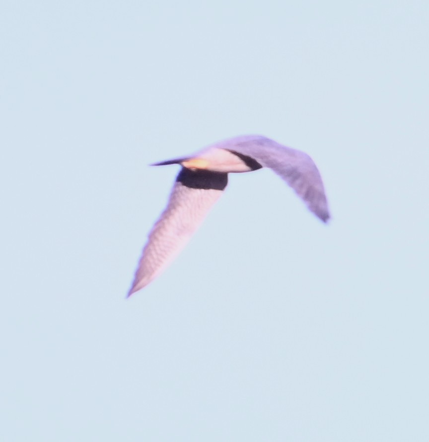 Peregrine Falcon - ML647261137