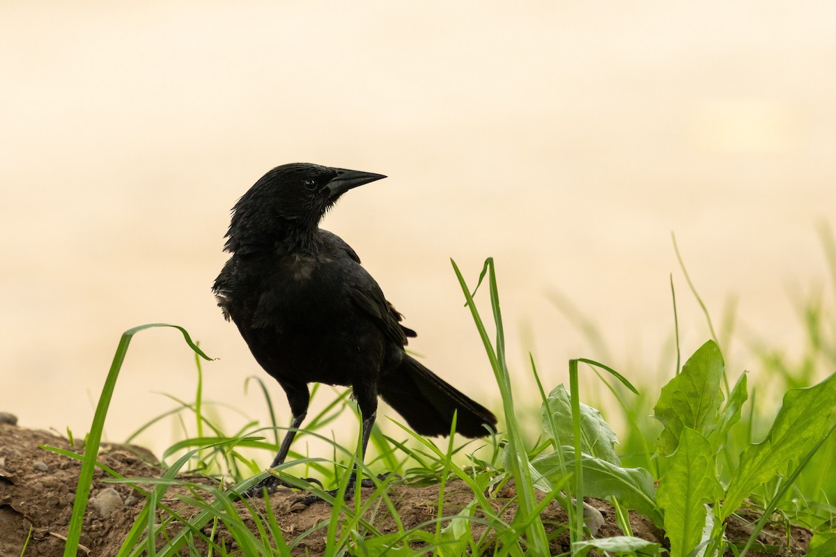 Austral Blackbird - ML647261145