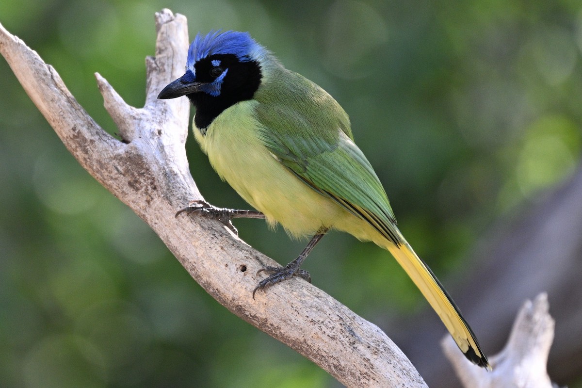 Перуанская сойка - ML647261146