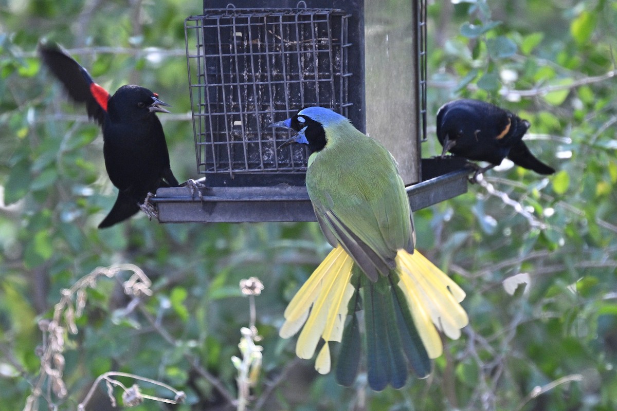 Перуанская сойка - ML647261147