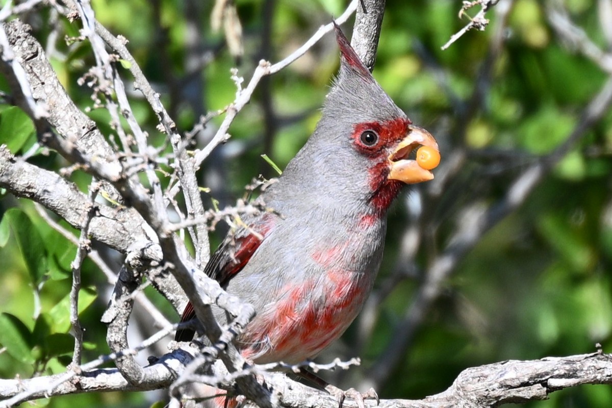 Pyrrhuloxia - ML647261180