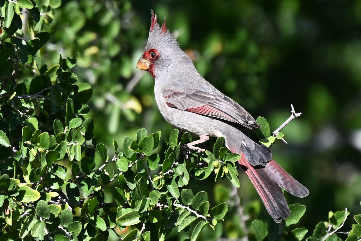 Pyrrhuloxia - ML647261181