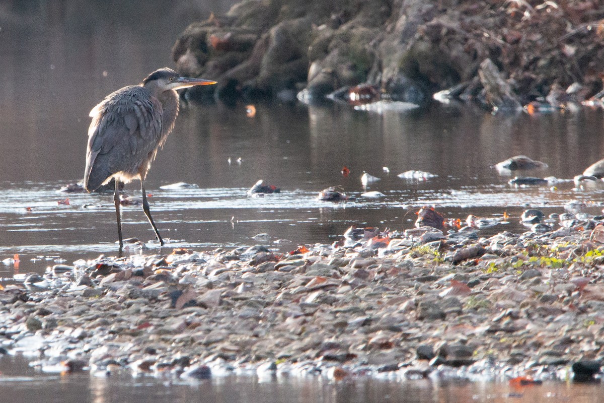 Great Blue Heron - ML647261189