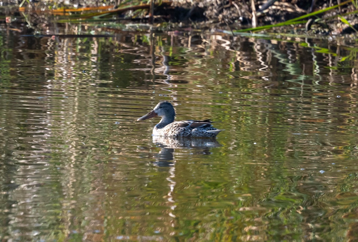 lžičák pestrý - ML647261203