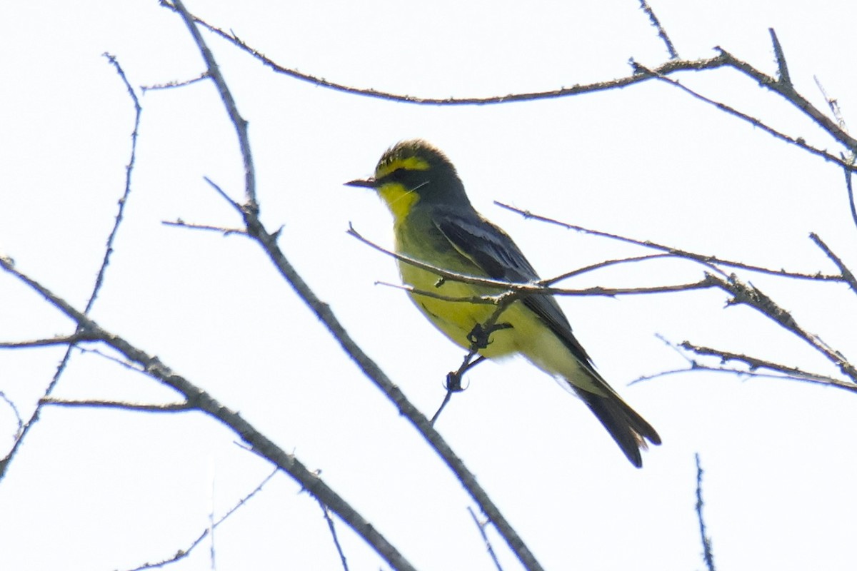 Moucherolle à sourcils jaunes - ML647261209