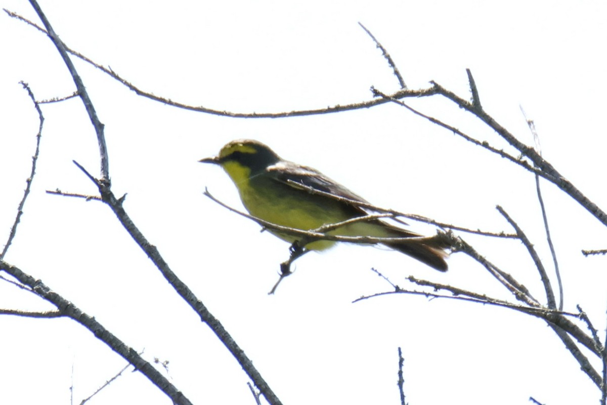 Moucherolle à sourcils jaunes - ML647261210