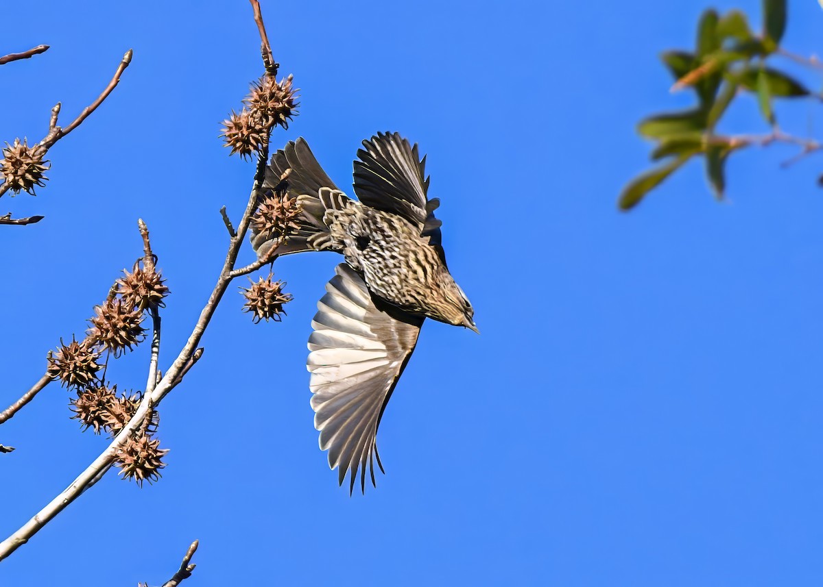 Red-winged Blackbird - ML647261212