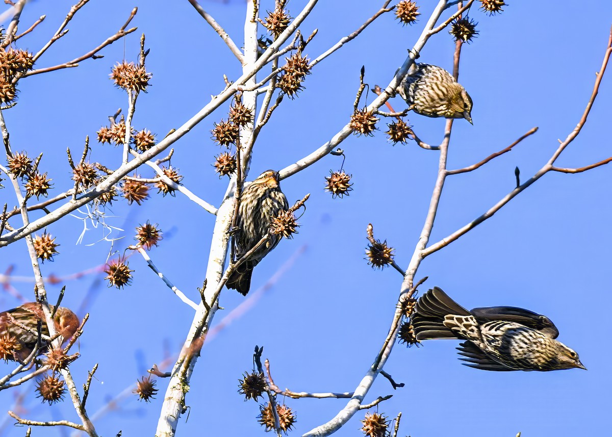 Red-winged Blackbird - ML647261213