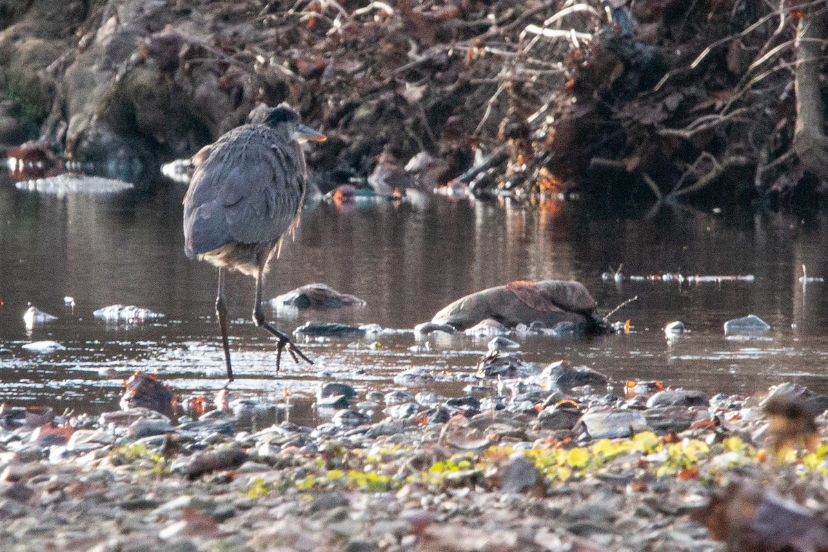 Great Blue Heron - ML647261218