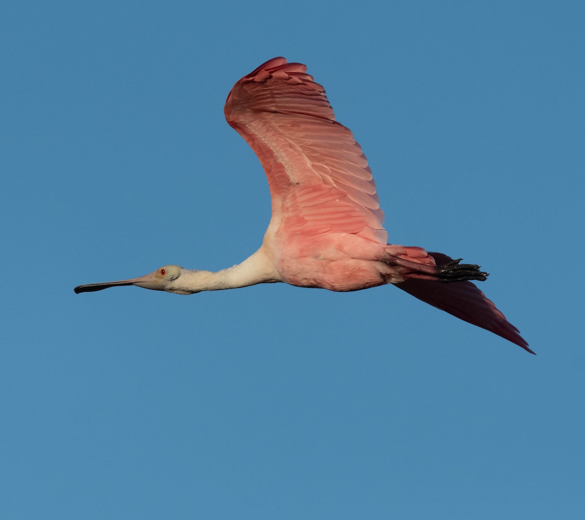 kolpík růžový - ML647261220