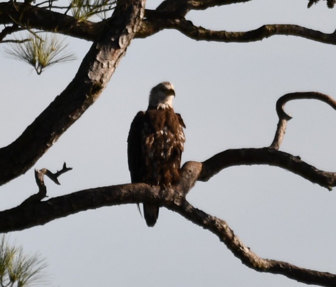 Ak Başlı Kartal - ML647261227