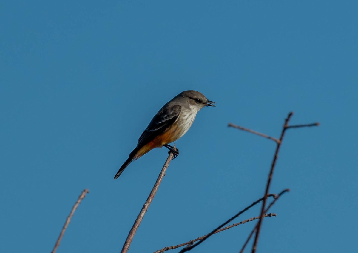 Vermilion Flycatcher - ML647261232