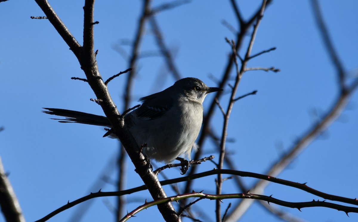 Kuzeyli Taklitçi - ML647261238