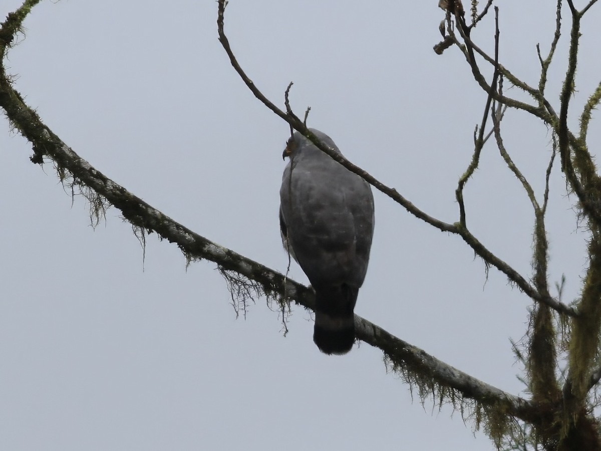 káně krahujová - ML647261239