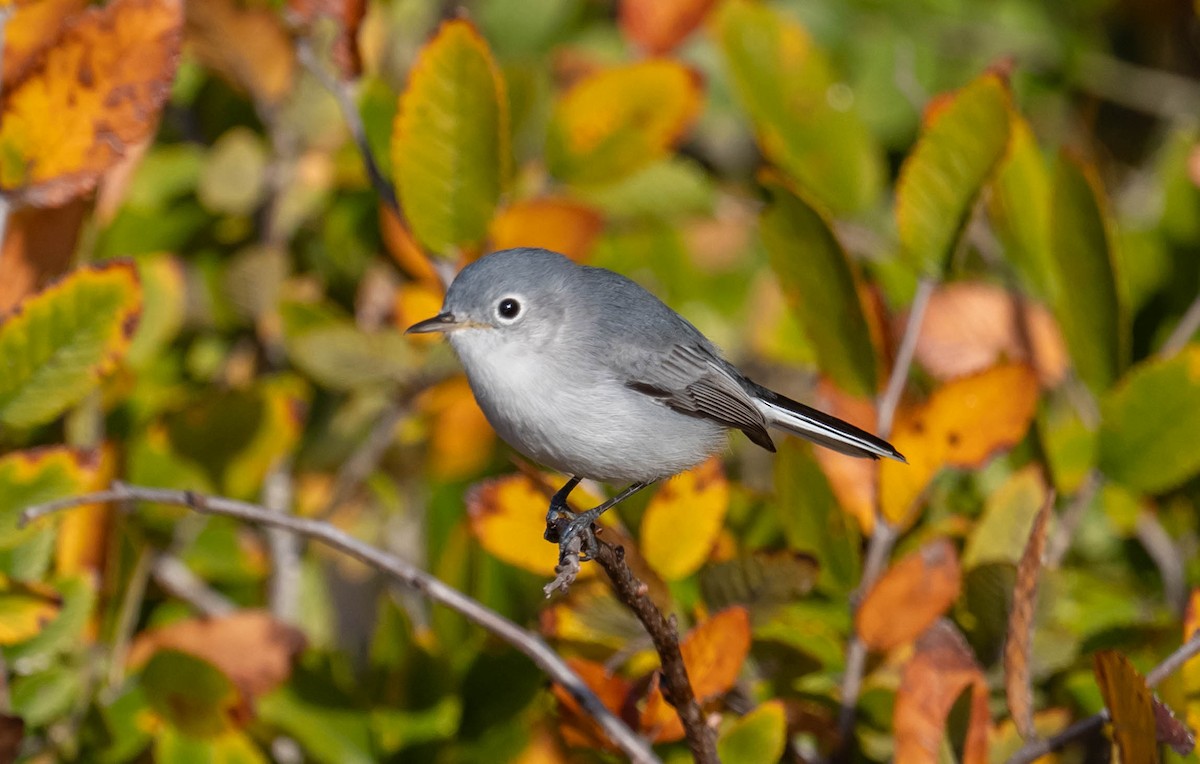 Голубая комароловка - ML647261242