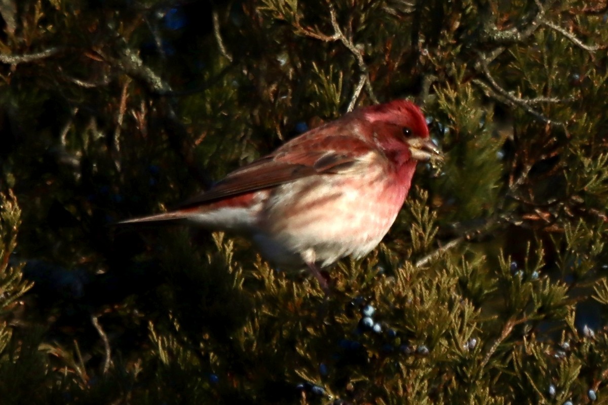 Purple Finch - ML647261245