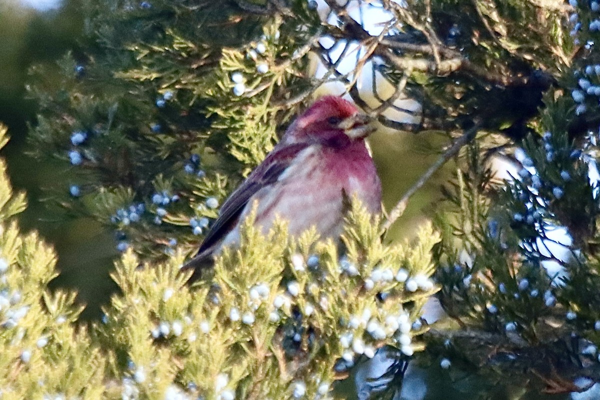 Purple Finch - ML647261246