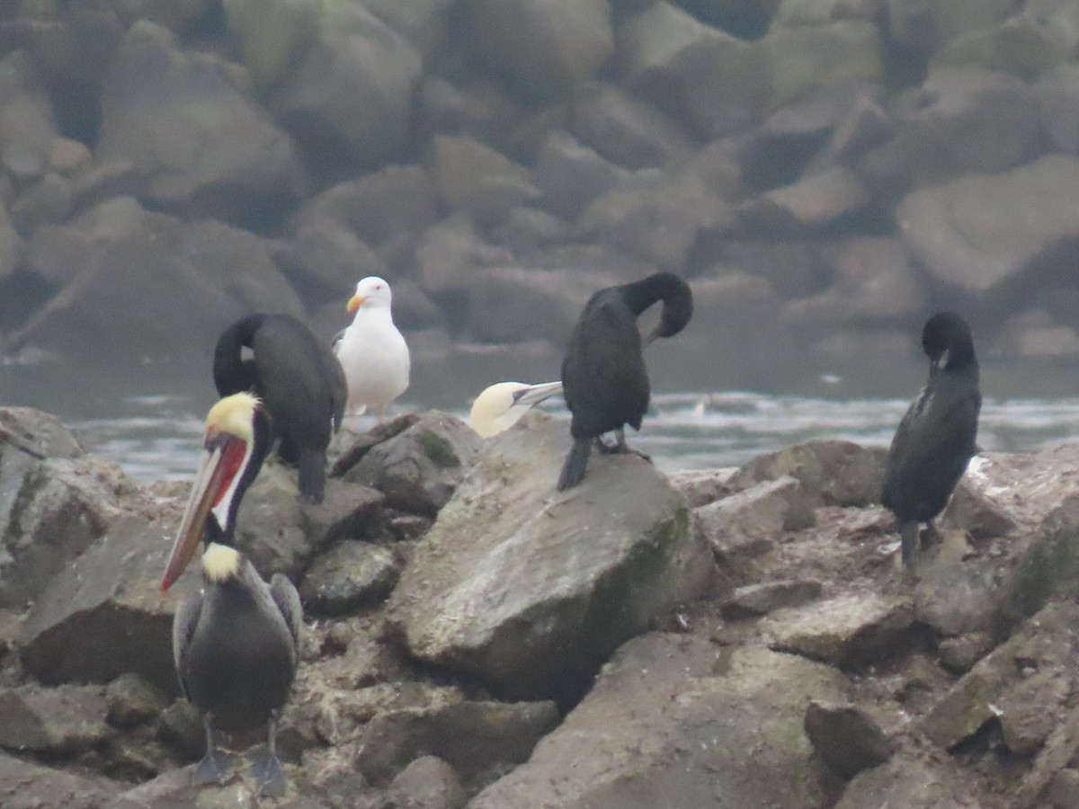 סולה מצויה - ML647261249