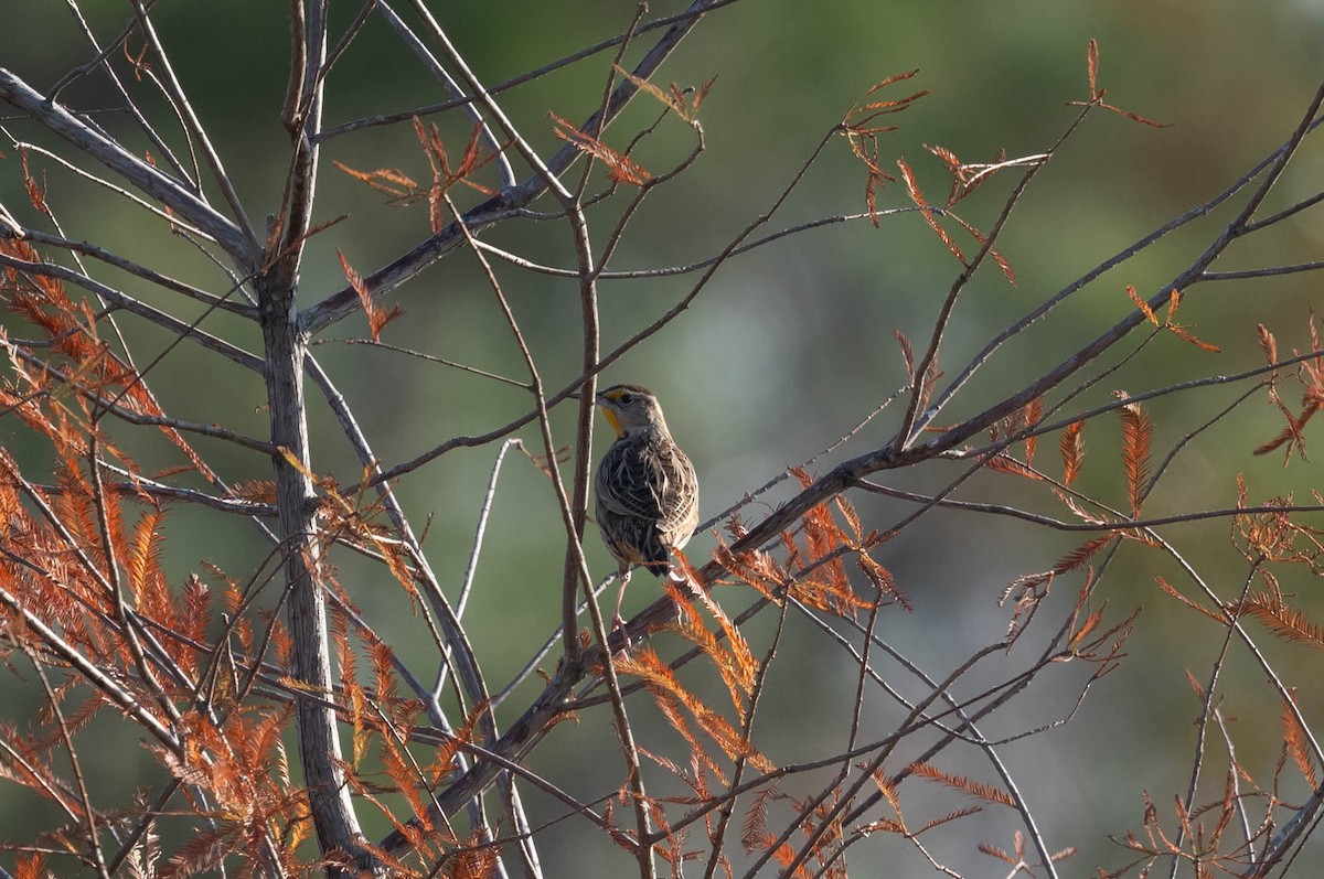 Eastern Meadowlark - ML647261255