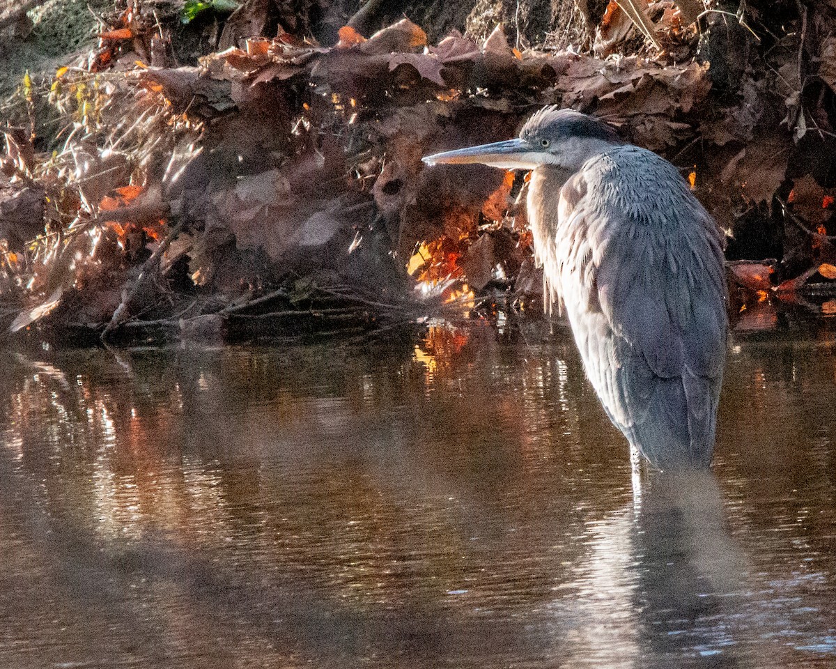 Great Blue Heron - ML647261263