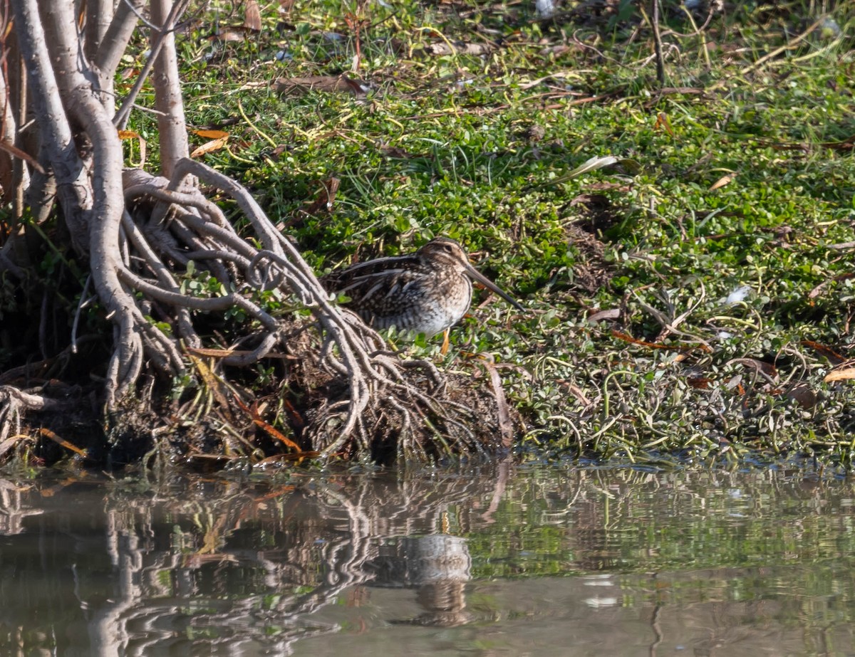 bekasina severoamerická - ML647261300