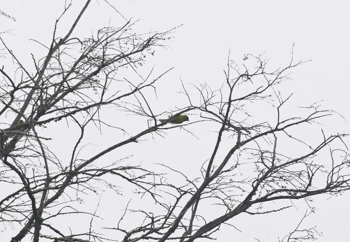 Black-chinned Siskin - ML647261323