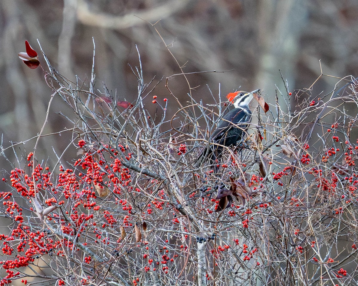 Pileated Woodpecker - ML647261331