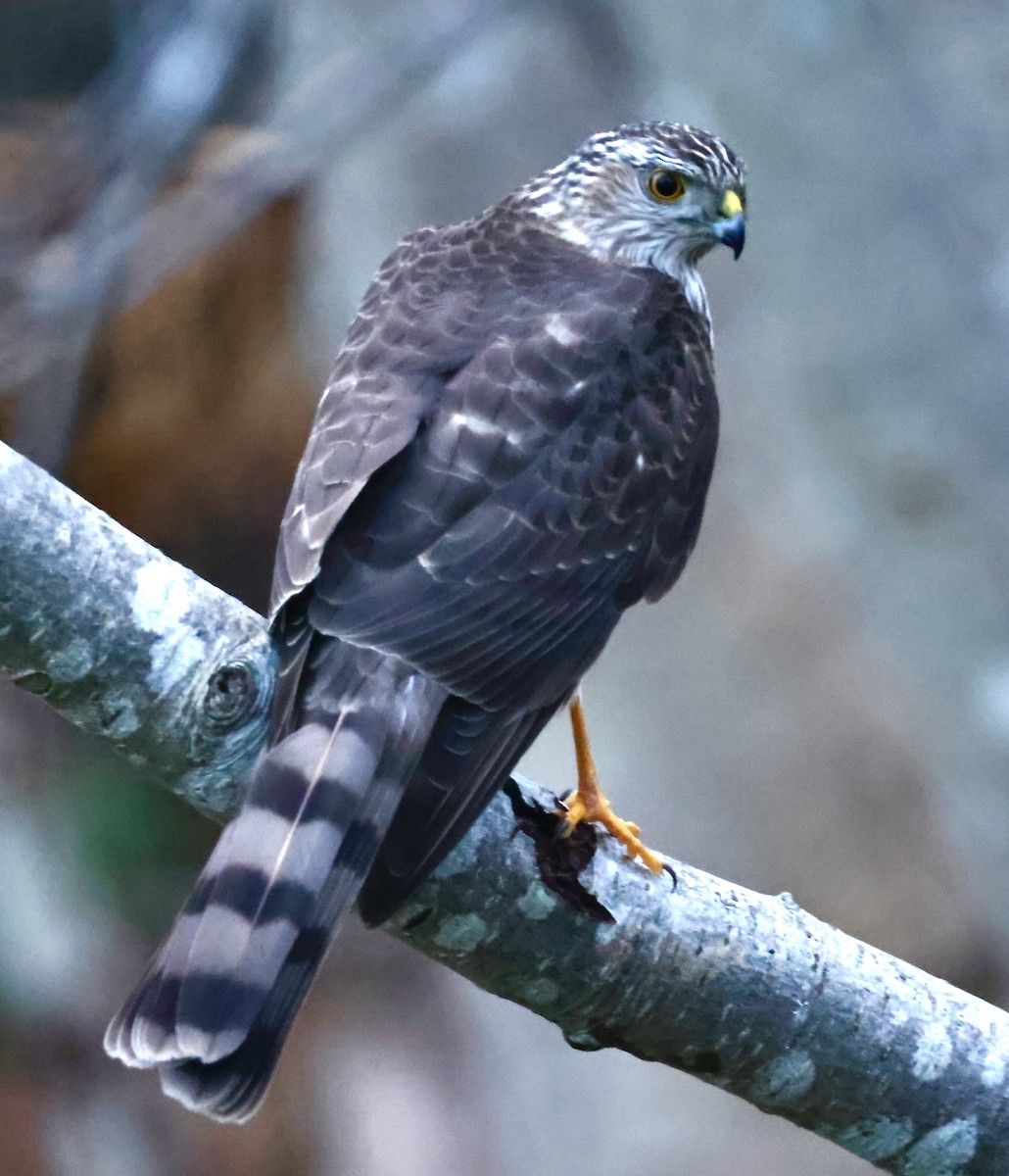 Eckschwanzsperber - ML647261342