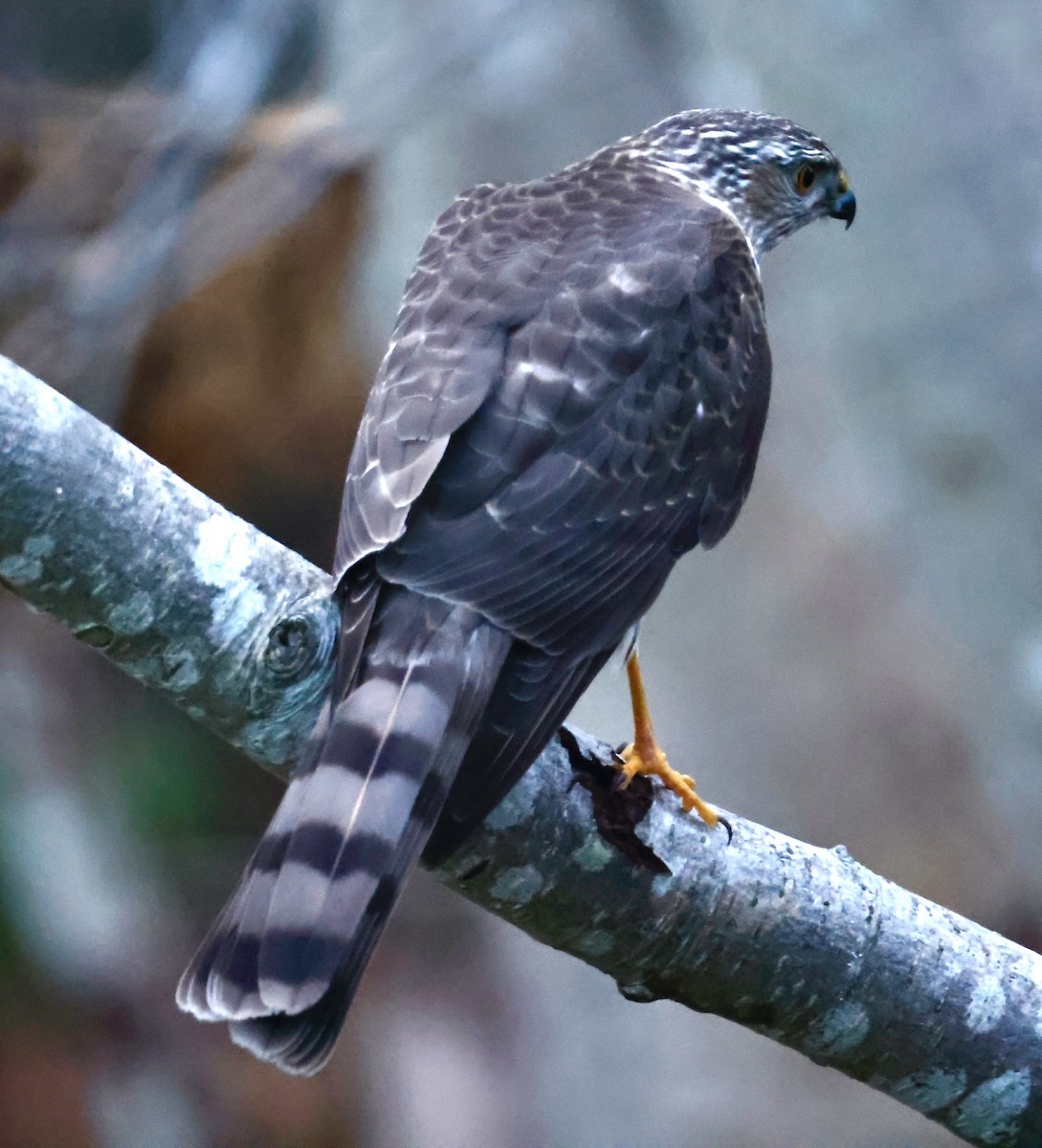 Eckschwanzsperber - ML647261343