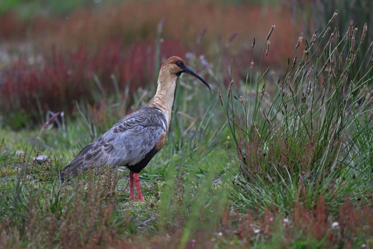 Bandurria Austral - ML647261357