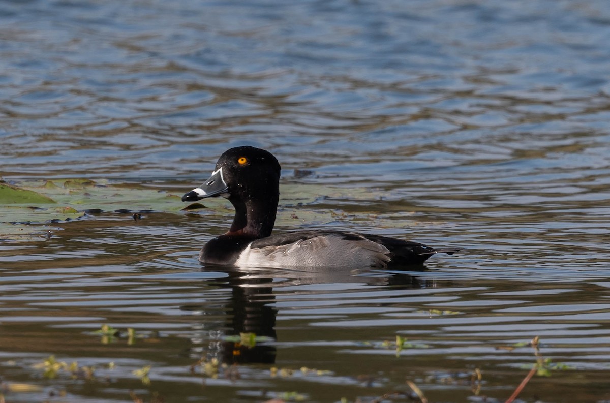 polák proužkozobý - ML647261365