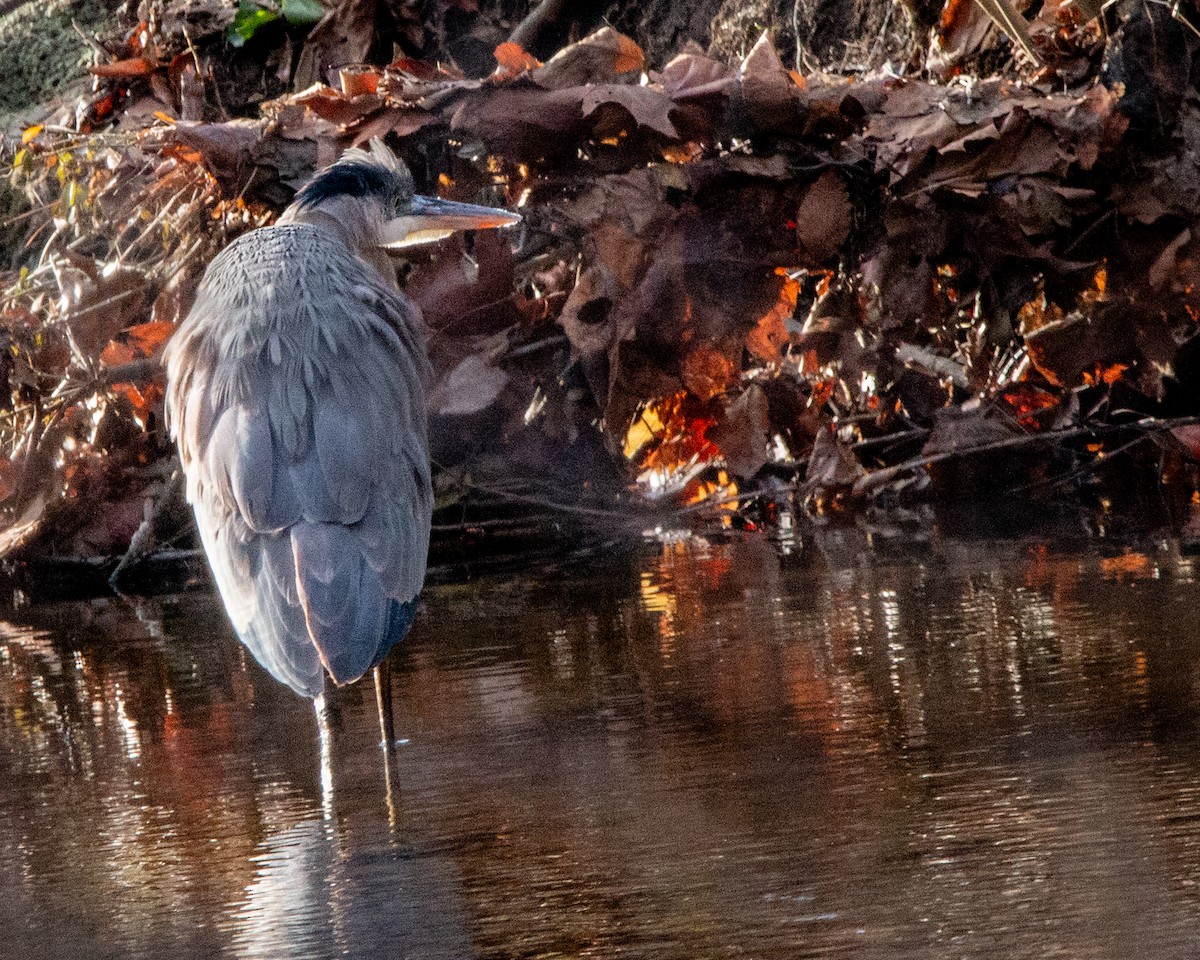 Great Blue Heron - ML647261366
