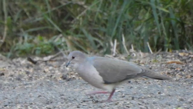 White-tipped Dove - ML647261398