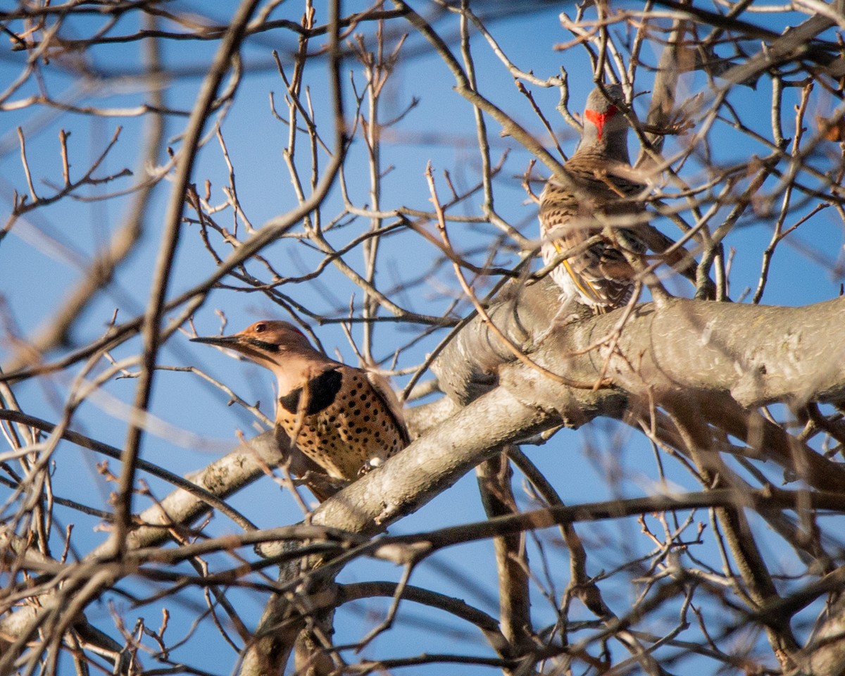Northern Flicker (Yellow-shafted) - ML647261442