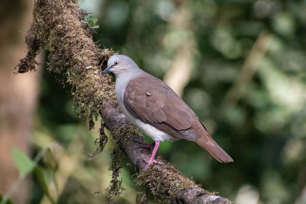 Pallid Dove - ML647261466