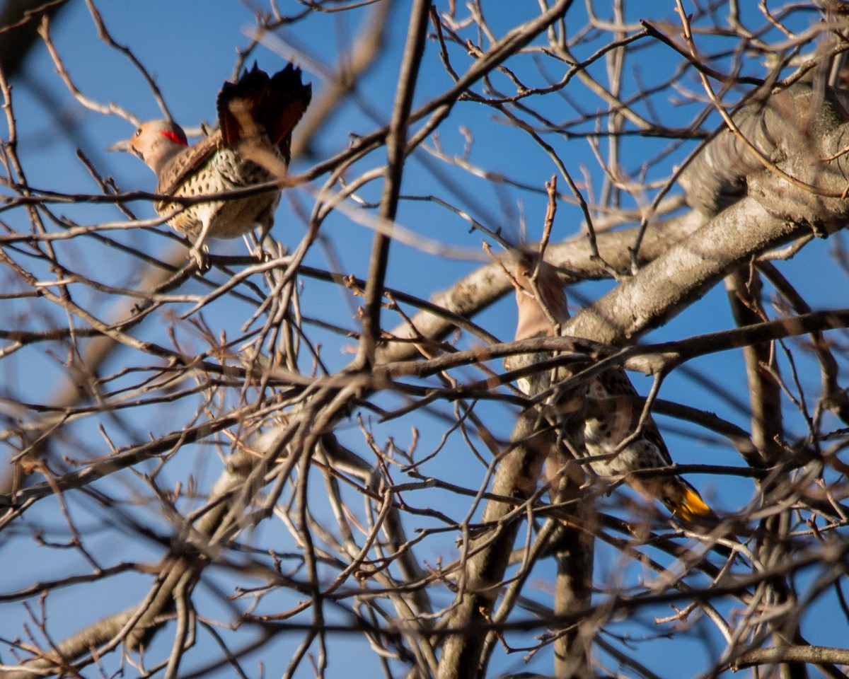 Northern Flicker (Yellow-shafted) - ML647261471